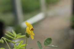 Senna apiculata