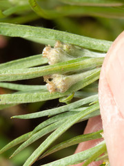 Gnaphalium exilifolium