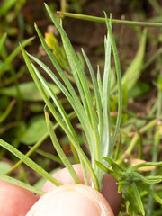 Gnaphalium exilifolium