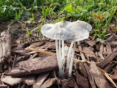 Coprinopsis lagopus
