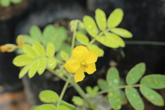 Senna apiculata