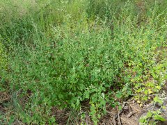 Chenopodium fremontii