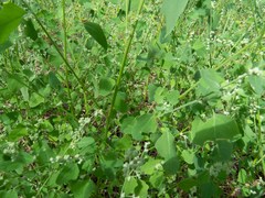 Chenopodium fremontii