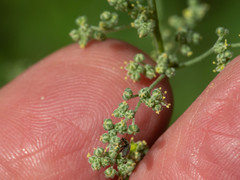 Chenopodium fremontii