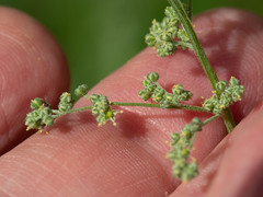 Chenopodium fremontii