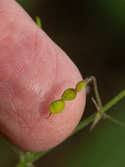 Desmodium rosei