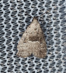 Hypenodes franclemonti