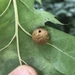 Small Oak Apple Gall Wasp - Photo (c) Liam Ragan, some rights reserved (CC BY-NC), uploaded by Liam Ragan
