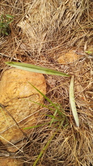 Eulophia tuberculata