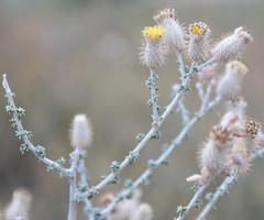 Lachnospermum neglectum