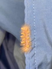Lepidoptera