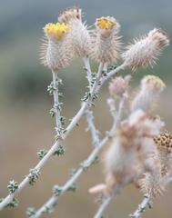 Lachnospermum neglectum