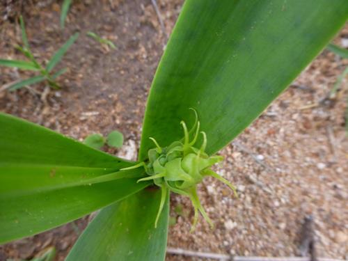 Ornithoglossum image