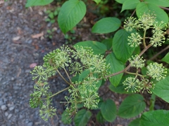 Aralia cordata