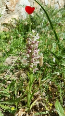 Anacamptis coriophora fragrans