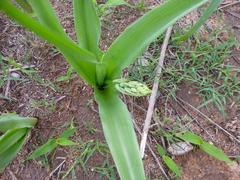 Ornithoglossum calcicola image