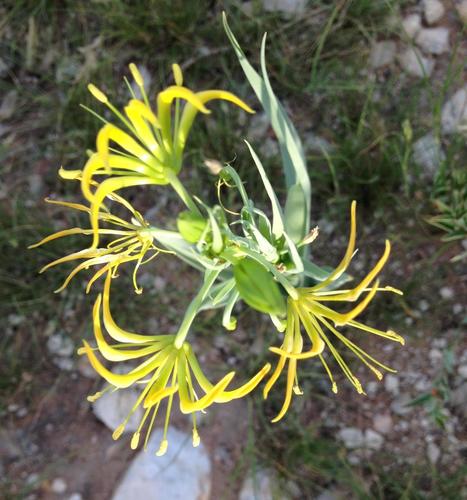 limestone lily (Ornithoglossum calcicola)
