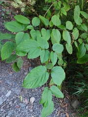 Aralia cordata