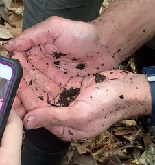 Desmognathus apalachicolae