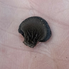 Resupinatus niger