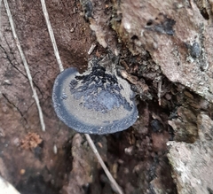 Resupinatus niger