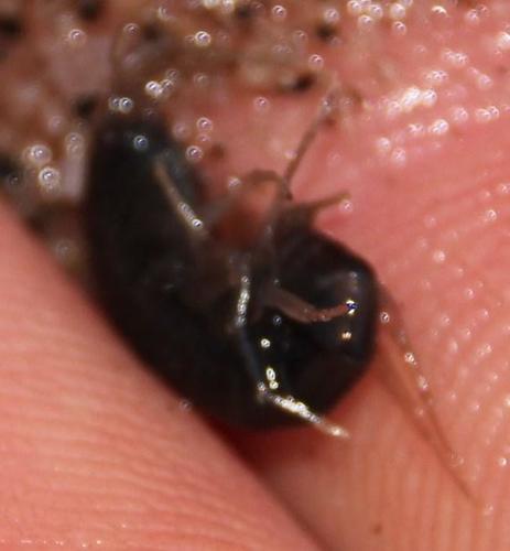 Paramelitidae