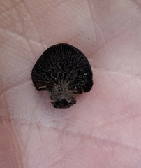 Resupinatus niger