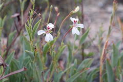 Pelargonium lanceolatum