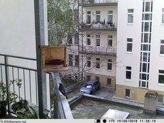 Phoenicurus ochruros