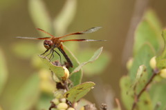 Sympetrum semicinctum occidentale