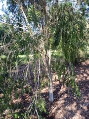Callistemon