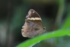 Xanthotaenia busiris