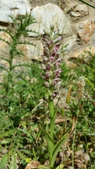 Anacamptis coriophora fragrans