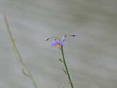 Solanum amygdalifolium