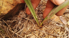 Eulophia tuberculata