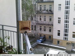 Phoenicurus ochruros