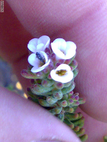 Acmadenia teretifolia (Acmadenia teretifolia)