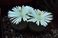 Lithops lesliei lesliei