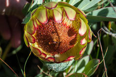 Protea effusa
