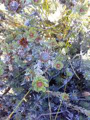 Leucadendron nitidum