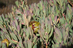 Protea effusa