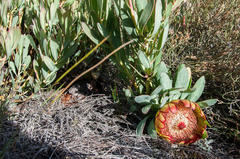 Protea effusa