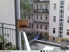 Phoenicurus ochruros