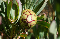 Protea effusa