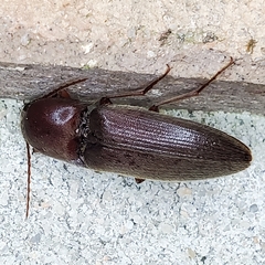 Diplostethus carolinensis