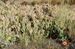 Protea effusa