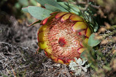 Protea effusa