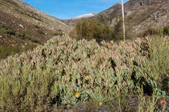 Protea effusa