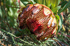 Protea effusa
