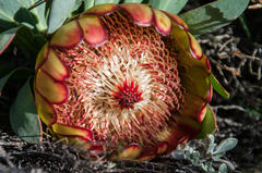 Protea effusa